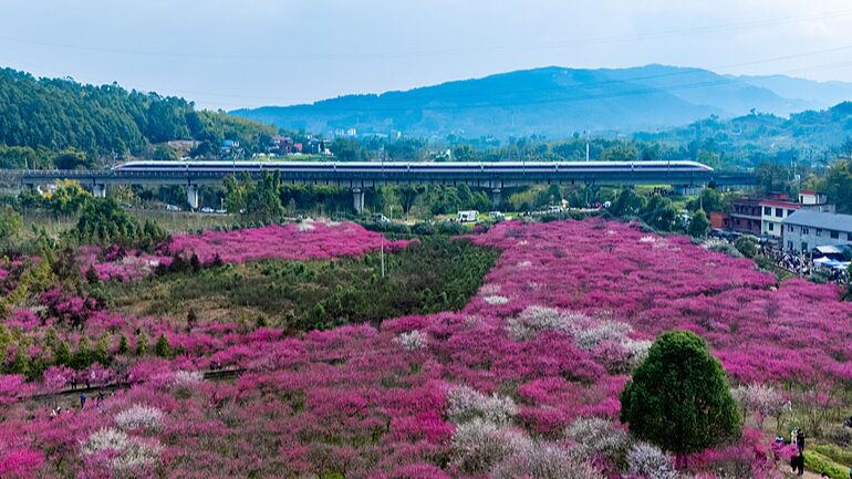 Chongqing’s Plum Blossoms Bloom into a Vibrant Spring Spectacle Chongqing_s_Plum_Blossoms_Bloom_into_a_Vibrant_Spring_Spectacle