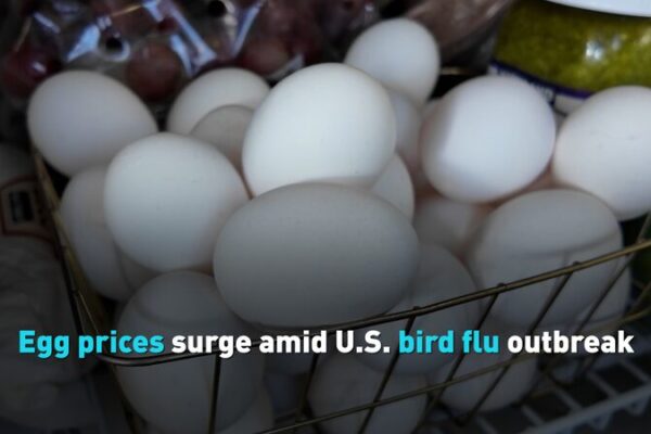 Eggflation: U.S. Egg Prices Soar Amid Bird Flu Outbreak 🥚📈 Eggflation__U_S__Egg_Prices_Soar_Amid_Bird_Flu_Outbreak___ video poster