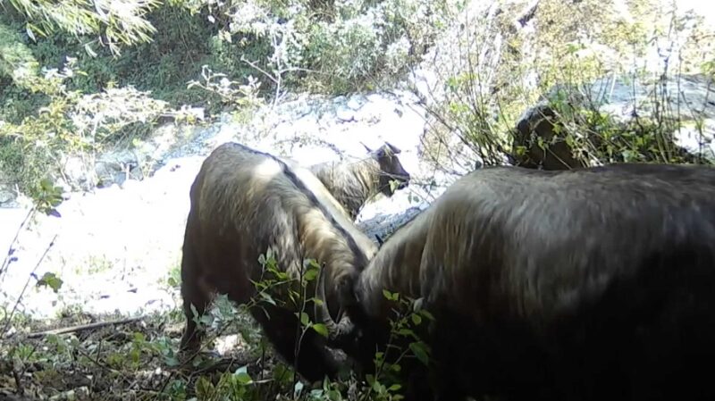 Epic Showdown: Rare “Bullfight” Between Gaoligong Takins Captured in Yunnan 🌄🐂 Epic_Showdown__Rare__Bullfight__Between_Gaoligong_Takins_Captured_in_Yunnan___ video poster