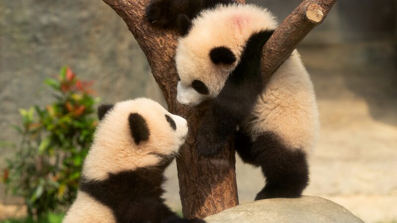Hong Kong’s First Panda Cubs Make Adorable Public Debut 🐼 Hong_Kong_s_First_Panda_Cubs_Make_Adorable_Public_Debut__