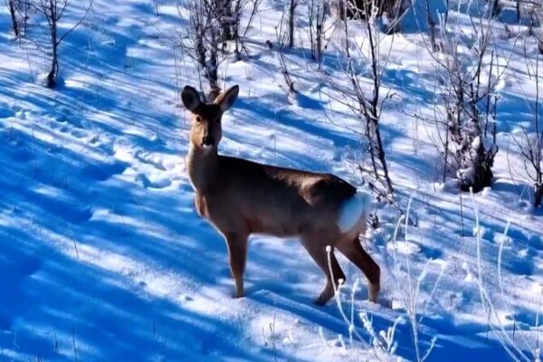 How ‘To the Wonder’ Is Turning Xinjiang’s Altay into a Top Tourist Spot How__To_the_Wonder__Is_Turning_Xinjiang_s_Altay_into_a_Top_Tourist_Spot video poster