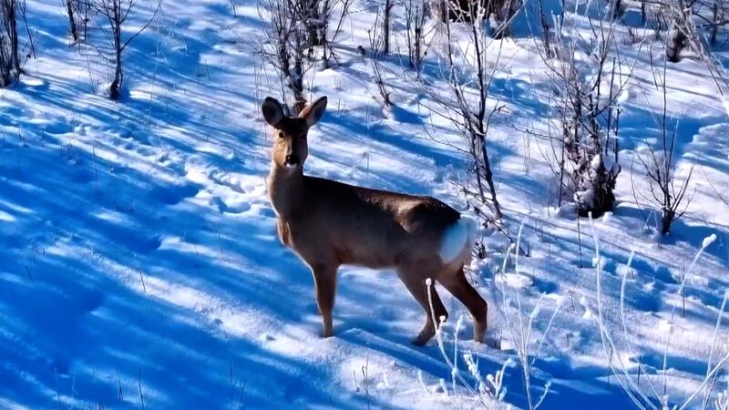 How__To_the_Wonder__Is_Turning_Xinjiang_s_Altay_into_a_Top_Tourist_Spot_poster - News for amigos, by amigos How__To_the_Wonder__Is_Turning_Xinjiang_s_Altay_into_a_Top_Tourist_Spot video poster