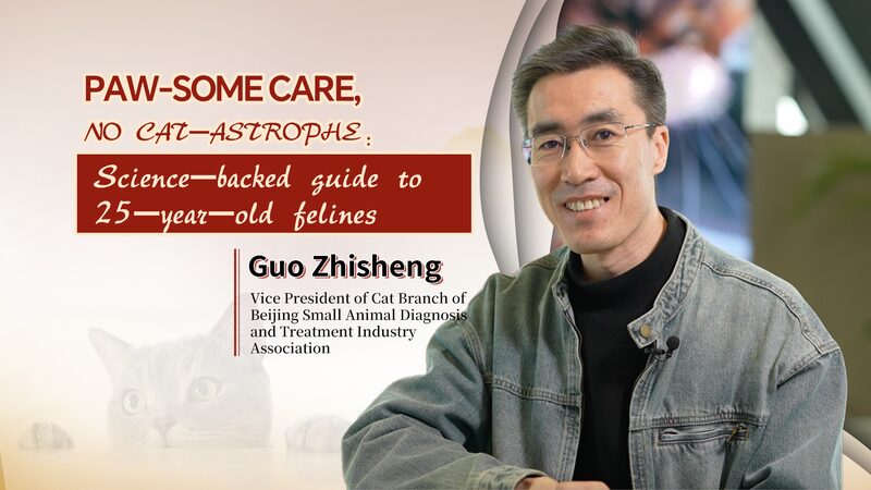 Paw-some Care: Doctor Guo’s Secrets to 25-Year-Old Cats 🐱✨ Paw_some_Care__Doctor_Guo_s_Secrets_to_25_Year_Old_Cats___ video poster