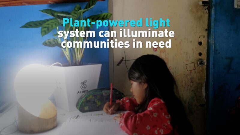 Plant_Powered_Lights_Illuminate_Peruvian_Communities_poster - News for amigos, by amigos ___Plant_Powered_Lights_Illuminate_Peruvian_Communities video poster