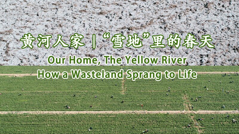 Reviving the Gobi: Wang Ning’s Goji Miracle Transforms Guangrong Village 🌱✨ Reviving_the_Gobi__Wang_Ning_s_Goji_Miracle_Transforms_Guangrong_Village___ video poster