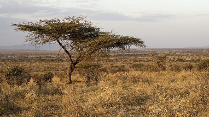 Severe Drought in Kenya’s Arid Lands Puts Millions at Risk 🌍🔥 Severe_Drought_in_Kenya_s_Arid_Lands_Puts_Millions_at_Risk___
