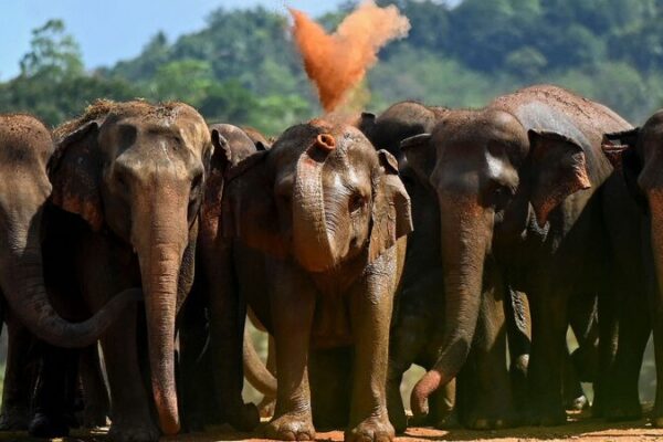 Sri Lanka’s Human-Elephant Conflict Claims Over 3,000 Elephants and 1,190 Lives Sri_Lanka_s_Human_Elephant_Conflict_Claims_Over_3_000_Elephants_and_1_190_Lives