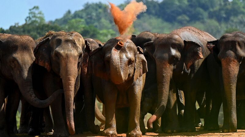 Sri_Lanka_s_Human_Elephant_Conflict_Claims_Over_3_000_Elephants_and_1_190_Lives - News for amigos, by amigos Sri_Lanka_s_Human_Elephant_Conflict_Claims_Over_3_000_Elephants_and_1_190_Lives