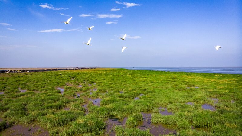 Where_the_Yellow_River_Meets_the_Sea__China_s_Youngest_Wetlands_Unveiled video poster