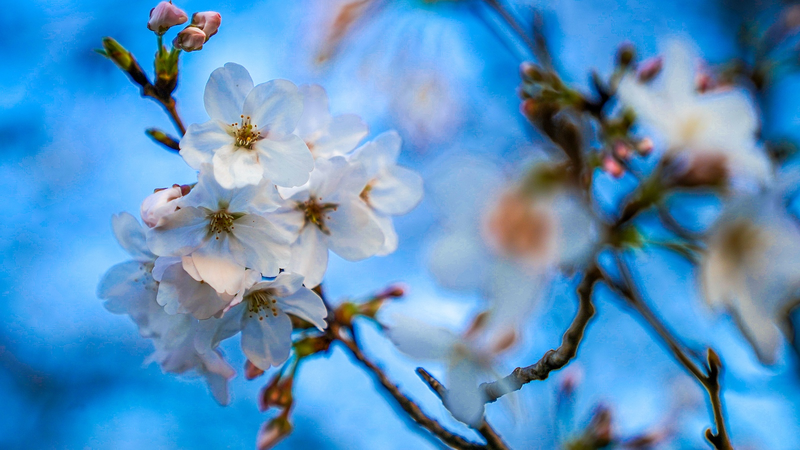 Shanghai Sizzles: Earliest 30°C Day Since 1933