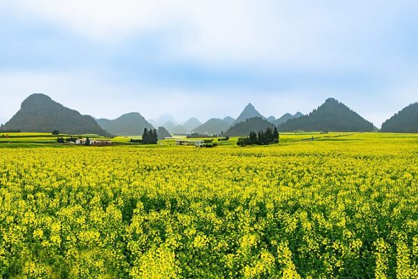 67_000_Hectares_of_Canola_Bloom_in_Yunnan video poster