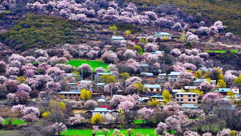 Bakang_Village__A_Blossoming_Wonderland_in_Xizang video poster