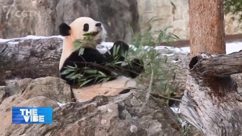 Bao_Li___Qing_Bao_Shine_at_Smithsonian_Zoo_Debut - News for amigos, by amigos Bao_Li___Qing_Bao_Shine_at_Smithsonian_Zoo_Debut