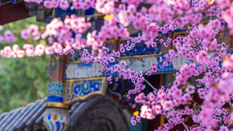 Beijing_s_Zhongshan_Park__A_Vibrant_Spring_Bloom_Spectacle