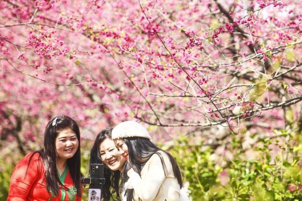 Blooming Bliss: 200 Hectares of Cherry Blossoms Illuminate Hunan Blooming_Bliss__200_Hectares_of_Cherry_Blossoms_Illuminate_Hunan
