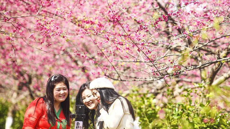 Blooming_Bliss__200_Hectares_of_Cherry_Blossoms_Illuminate_Hunan - News for amigos, by amigos Blooming_Bliss__200_Hectares_of_Cherry_Blossoms_Illuminate_Hunan