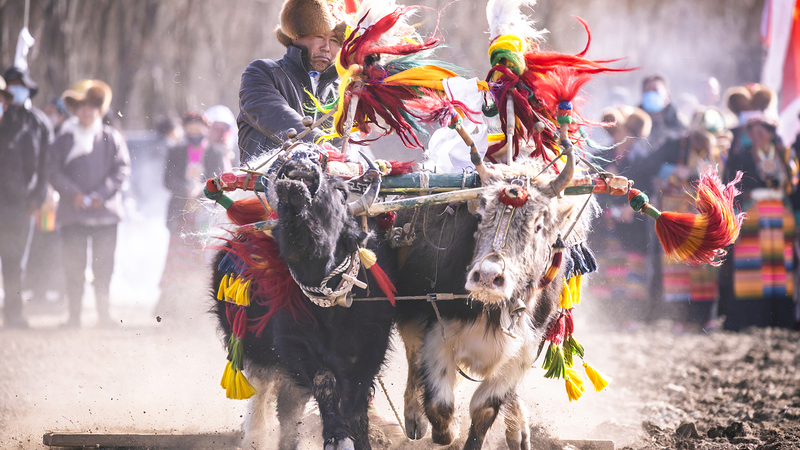 C9KNA2LJNN02N3X0IOQJ - News for amigos, by amigos Bountiful Beginnings: Spring Plowing in Xizang 🚜