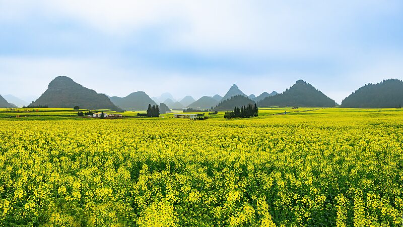 Canola_Wonder__67_000_Hectares_of_Golden_Spring_in_Luoping__poster - News for amigos, by amigos Canola_Wonder__67_000_Hectares_of_Golden_Spring_in_Luoping_ video poster