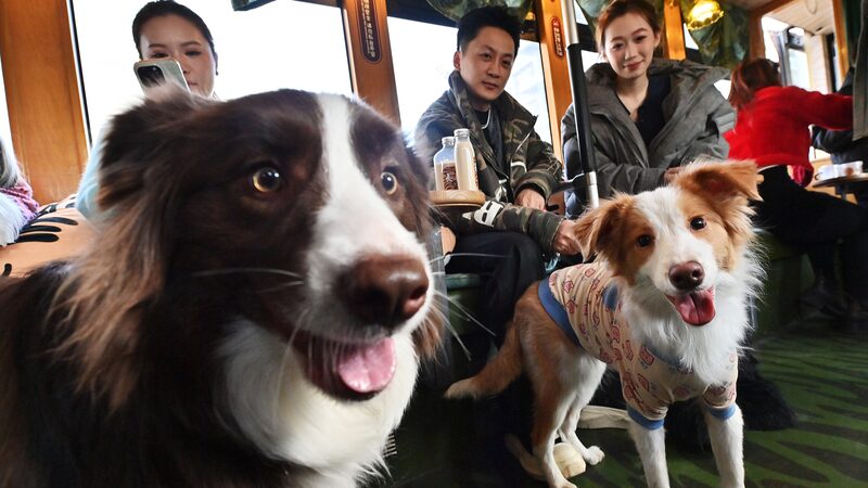 Changchun_s_Pet_Friendly_Tram__All_Aboard_for_Furry_Fun_ - News for amigos, by amigos Changchun_s_Pet_Friendly_Tram__All_Aboard_for_Furry_Fun_