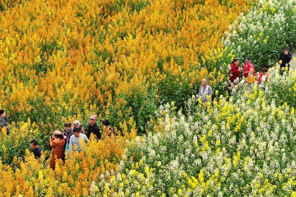 Chengdu’s Colorful Rapeseed Fields Bloom in Spring Chengdu_s_Colorful_Rapeseed_Fields_Bloom_in_Spring