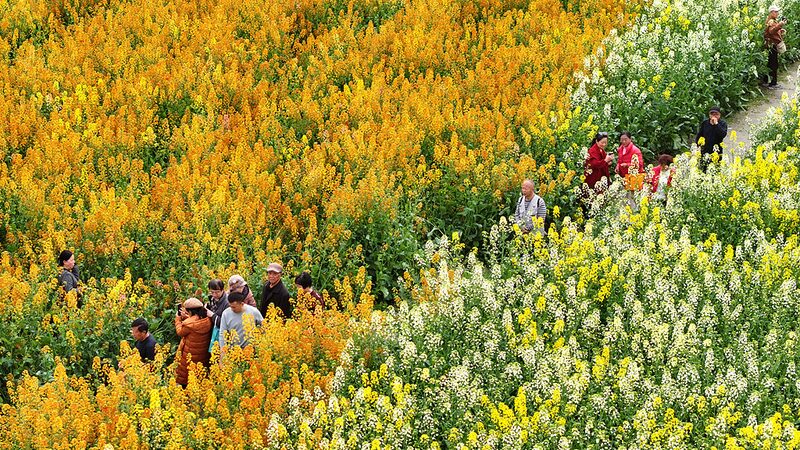 Chengdu_s_Colorful_Rapeseed_Fields_Bloom_in_Spring