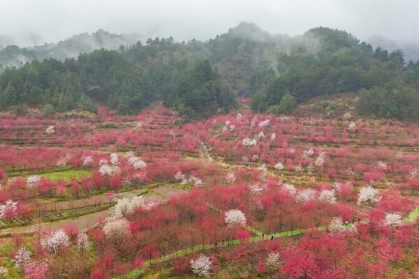Cherry_Blossoms_Spark_Tourism_Revival_in_Rural_Guizhou