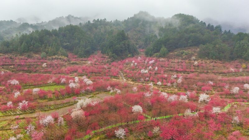 Cherry_Blossoms_Spark_Tourism_Revival_in_Rural_Guizhou