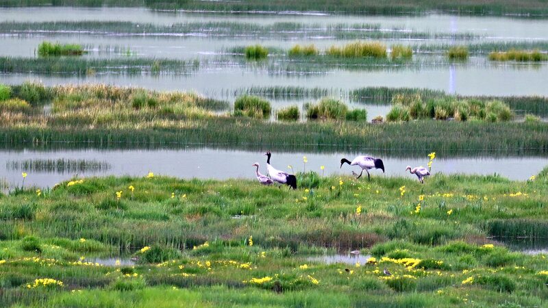 China_s_Green_Revolution__A_Blueprint_for_Global_Sustainability - News for amigos, by amigos China_s_Green_Revolution__A_Blueprint_for_Global_Sustainability