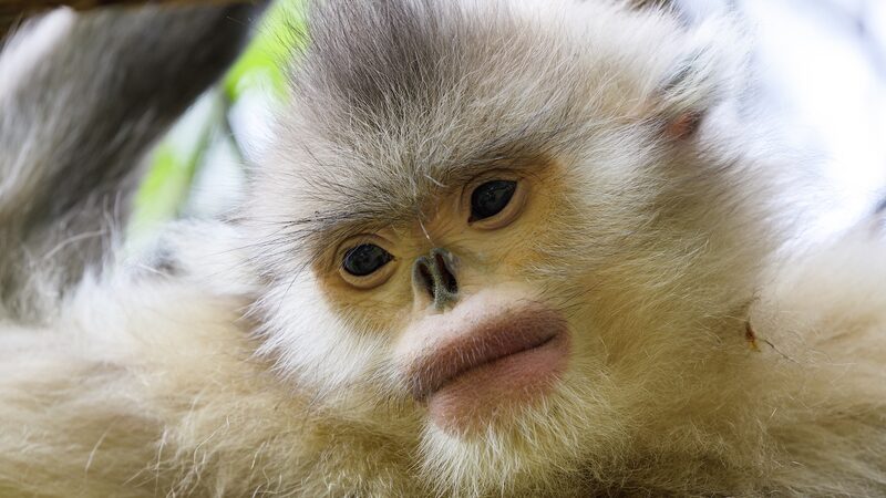 China_s_Wildlife_Conservation_Success__Pandas__Snow_Leopards___More_Thrive___