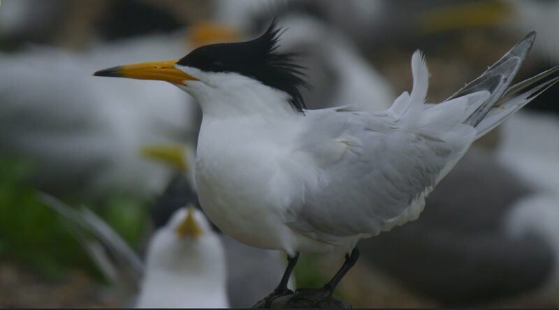 Chinese Crested Terns Return to East China Sea 🐦🌊 Chinese_Crested_Terns_Return_to_East_China_Sea___ video poster