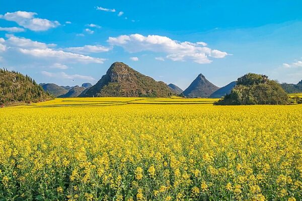 Dreamy Rapeseed Bloom Lights Up SW China Dreamy_Rapeseed_Bloom_Lights_Up_SW_China video poster
