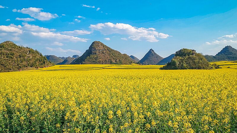 Dreamy_Rapeseed_Bloom_Lights_Up_SW_China video poster