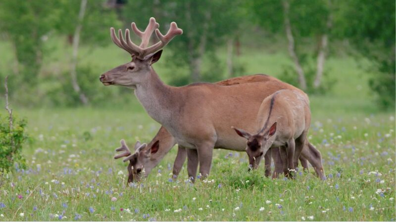 Episode 6: Spring on Hexigten Grassland Brings Life to Inner Mongolia 🌿✨ Episode_6__Spring_on_Hexigten_Grassland_Brings_Life_to_Inner_Mongolia___ video poster