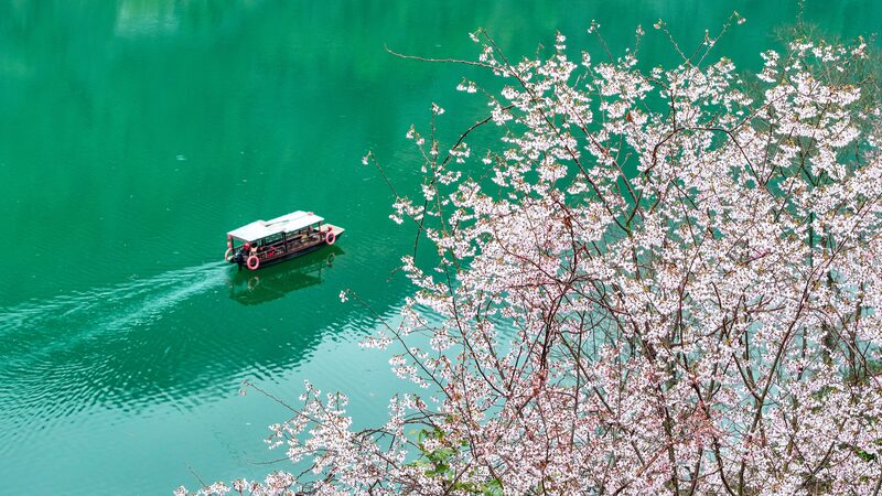 Experience Spring’s Bloom: A Floral Feast on the Chinese Mainland Experience_Spring_s_Bloom__A_Floral_Feast_on_the_Chinese_Mainland