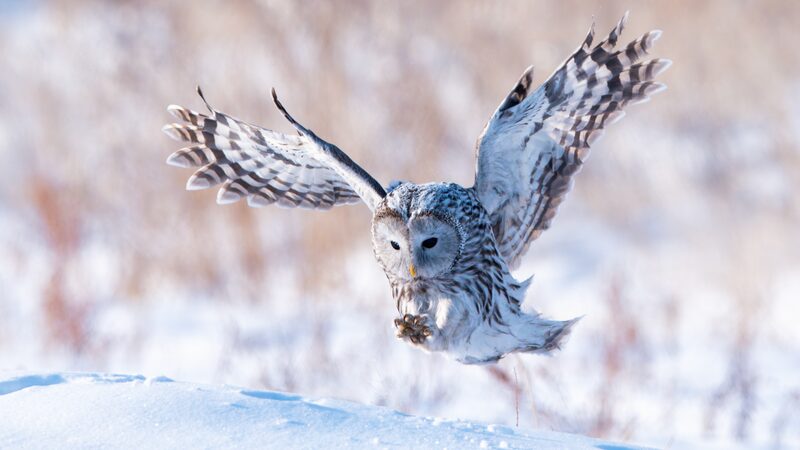 Fierce_Ural_Owl_Hunts_Through_Yakeshi_Winter_Woods - News for amigos, by amigos Fierce_Ural_Owl_Hunts_Through_Yakeshi_Winter_Woods