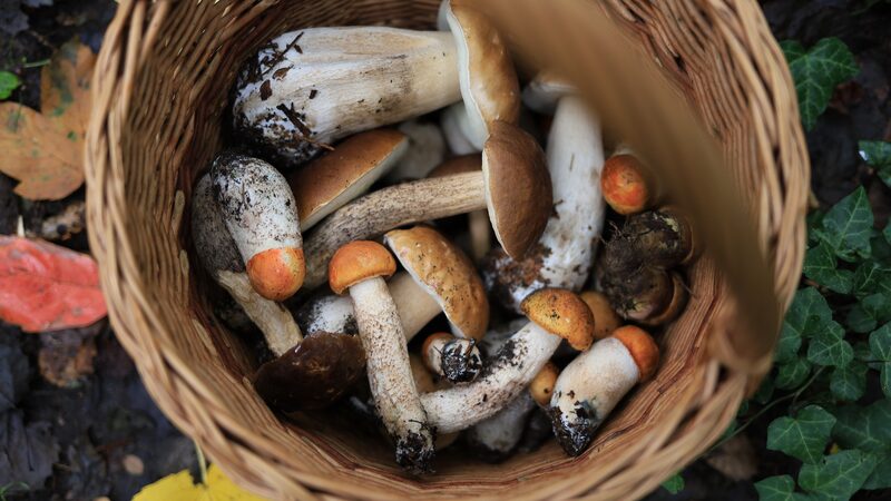 Forests_Food_Boom__Chinese_Mainland_Hits_200M_Tonnes_ - News for amigos, by amigos Forests_Food_Boom__Chinese_Mainland_Hits_200M_Tonnes_