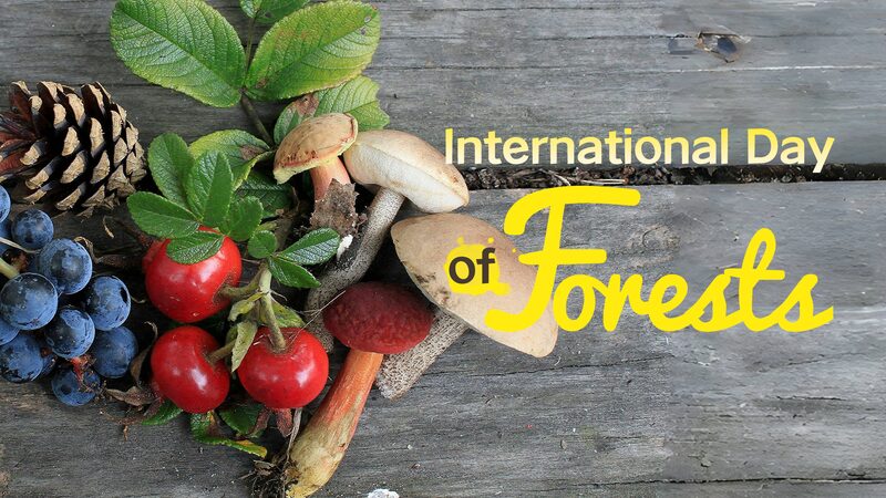 Forests__Nature_s_Guardians_of_Food___Water