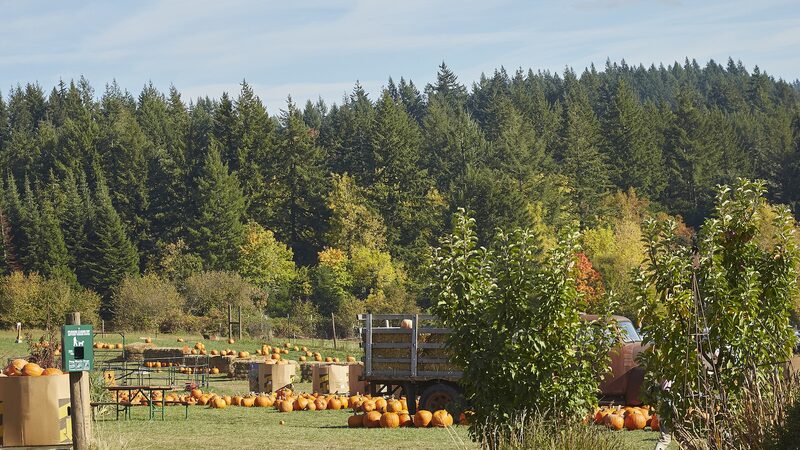 Forests___Foods__Nature_s_Secret_to_Food_Security___Climate_Action-8 - News for amigos, by amigos Forests___Foods__Nature_s_Secret_to_Food_Security___Climate_Action