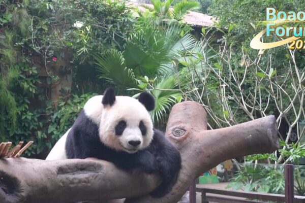 Giant Pandas & BFA2025 Light Up Hainan Giant_Pandas___BFA2025_Light_Up_Hainan video poster