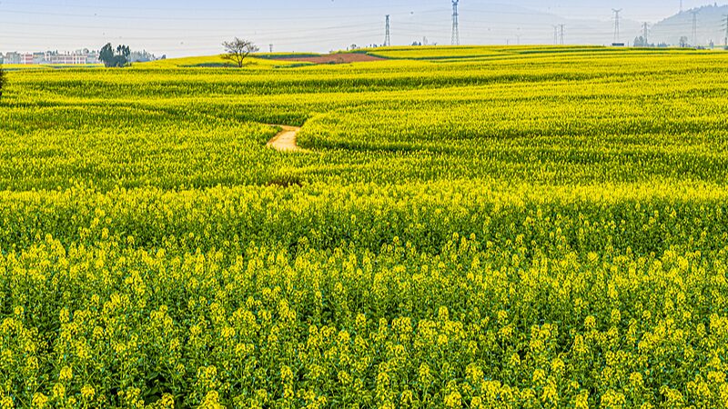 Golden_Canola_Blooms_in_Yunnan__A_Sea_of_Spring_Magic_poster - News for amigos, by amigos Golden_Canola_Blooms_in_Yunnan__A_Sea_of_Spring_Magic video poster