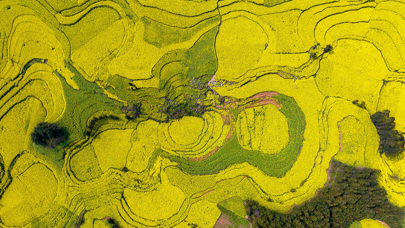 Golden_Rapeseed_Bloom_Lights_Up_Yunnan_s_Qujing_