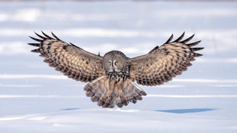 Great_Gray_Owl_Soars_Over_Snowy_Hulunbuir_Plains