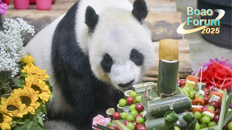 Hainan_s_Giant_Pandas_Steal_the_Spotlight_at_Boao_Forum_2025-3 - News for amigos, by amigos Hainan_s_Giant_Pandas_Steal_the_Spotlight_at_Boao_Forum_2025