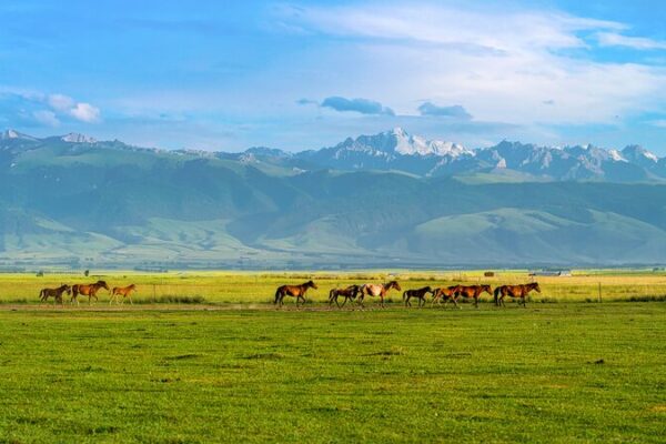 Ili River Valley Spring Migration: 3.96M Livestock On the Move Ili_River_Valley_Spring_Migration__3_96M_Livestock_On_the_Move video poster