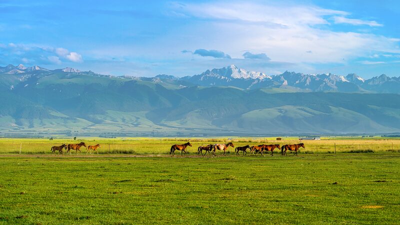 Ili_River_Valley_Spring_Migration__3_96M_Livestock_On_the_Move_poster - News for amigos, by amigos Ili_River_Valley_Spring_Migration__3_96M_Livestock_On_the_Move video poster