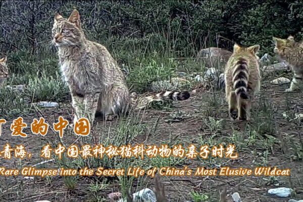Infrared Reveal: China’s Elusive Desert Cat in Qilian Mountains Infrared_Reveal__China_s_Elusive_Desert_Cat_in_Qilian_Mountains video poster