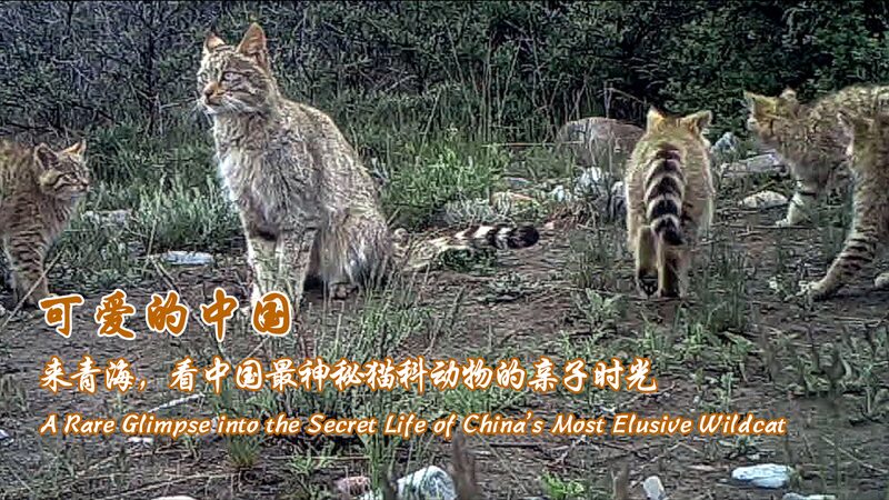 Infrared_Reveal__China_s_Elusive_Desert_Cat_in_Qilian_Mountains_poster - News for amigos, by amigos Infrared_Reveal__China_s_Elusive_Desert_Cat_in_Qilian_Mountains video poster