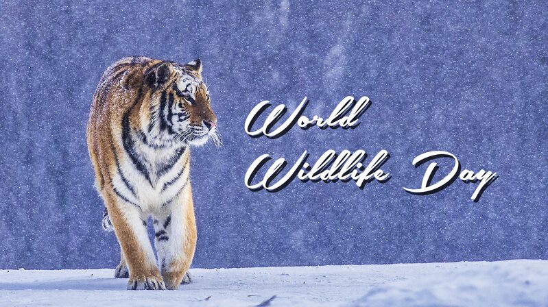 Investing_in_Wildlife__Securing_Our_Future___ - News for amigos, by amigos Investing_in_Wildlife__Securing_Our_Future___