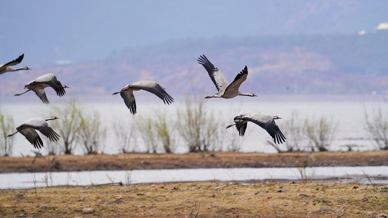 Lashihai_Wetland_Reserve__Bird_Lovers__Winter_Wonderland____
