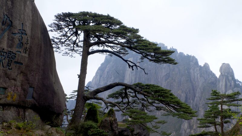 Meet_the_Guardian_of_Mount_Huangshan_s_Unique_Pine___ video poster